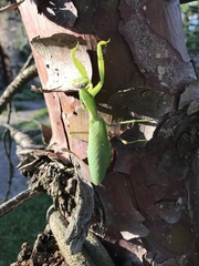 Hierodula transcaucasica