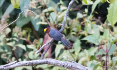 Catamblyrhynchus diadema