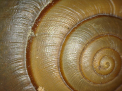 Helminthoglypta traskii