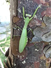 Hierodula transcaucasica