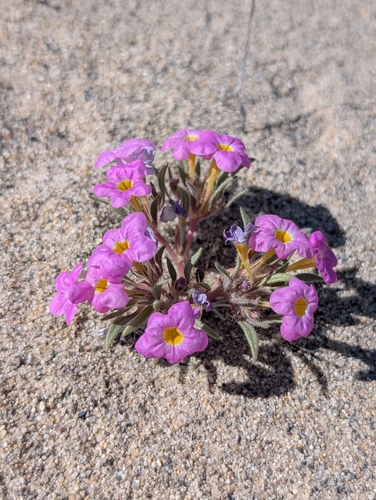 Ground Nama (Nama aretioides)