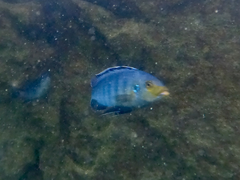 Cichlid (Petrotilapia genalutea) — Cichlidae