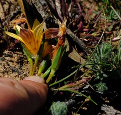 Romulea montana