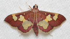 Colomychus talis