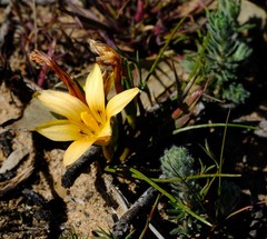 Romulea montana