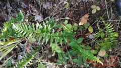 Polypodium interjectum