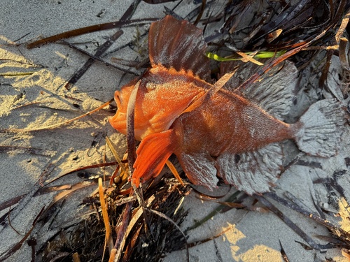 Red velvetfish (Gnathanacanthus goetzeei) — Gnathanacanthidae — 3