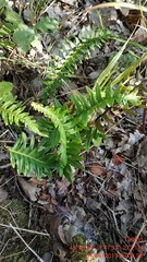 Polypodium interjectum
