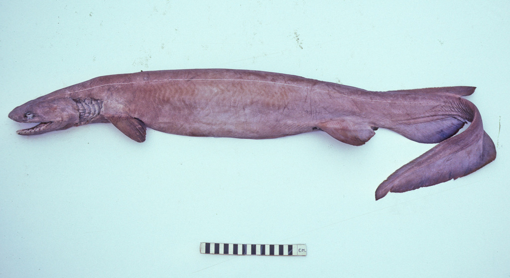 Frilled Shark from 34 n.miles ENE of Sydney Heads, NSW, Australia on ...