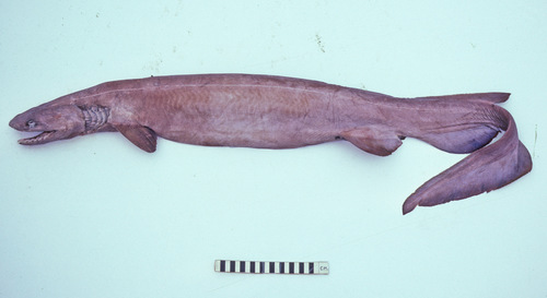 Frilled shark (Chlamydoselachus anguineus) — Chlamydoselachidae