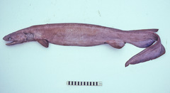 Frilled Shark photo 3