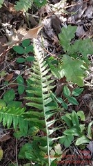 Polypodium interjectum