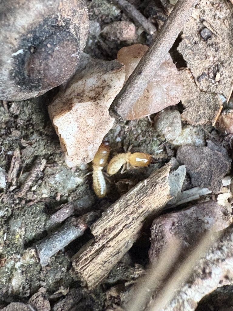 Reticulitermes banyulensis