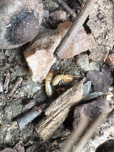 Reticulitermes banyulensis