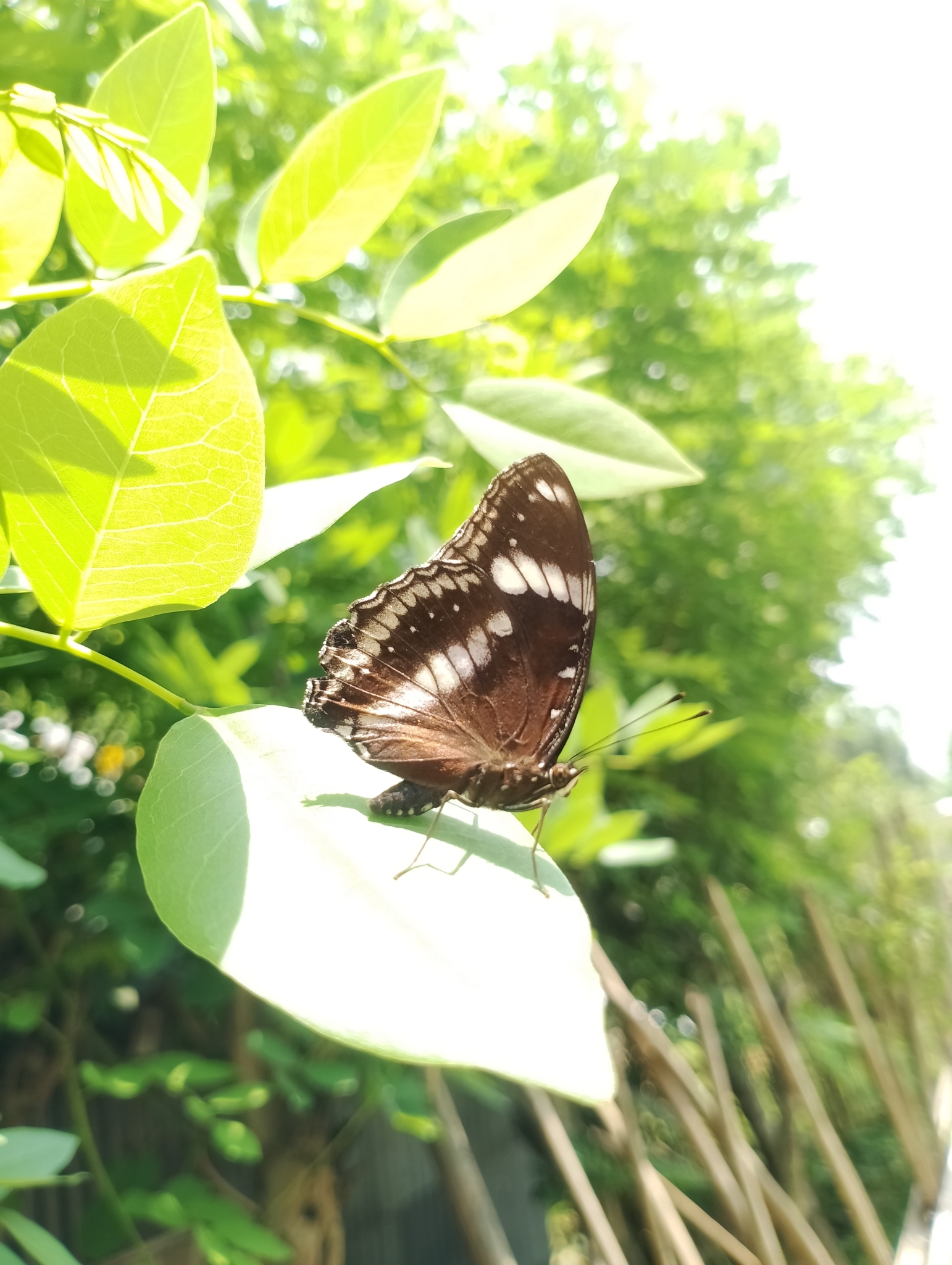 Great Eggfly