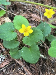 Viola sempervirens
