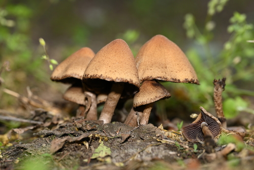 Lacrymaria lacrymabunda