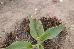 Ledebouria ovatifolia ovatifolia