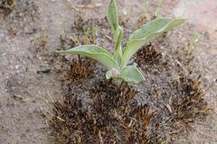 Ledebouria ovatifolia ovatifolia