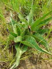 Ledebouria luteola
