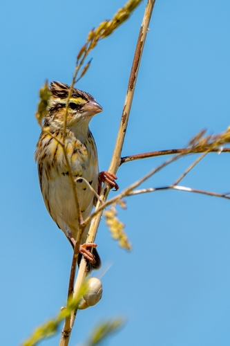 Obispo coronigualdo (Euplectes afer)