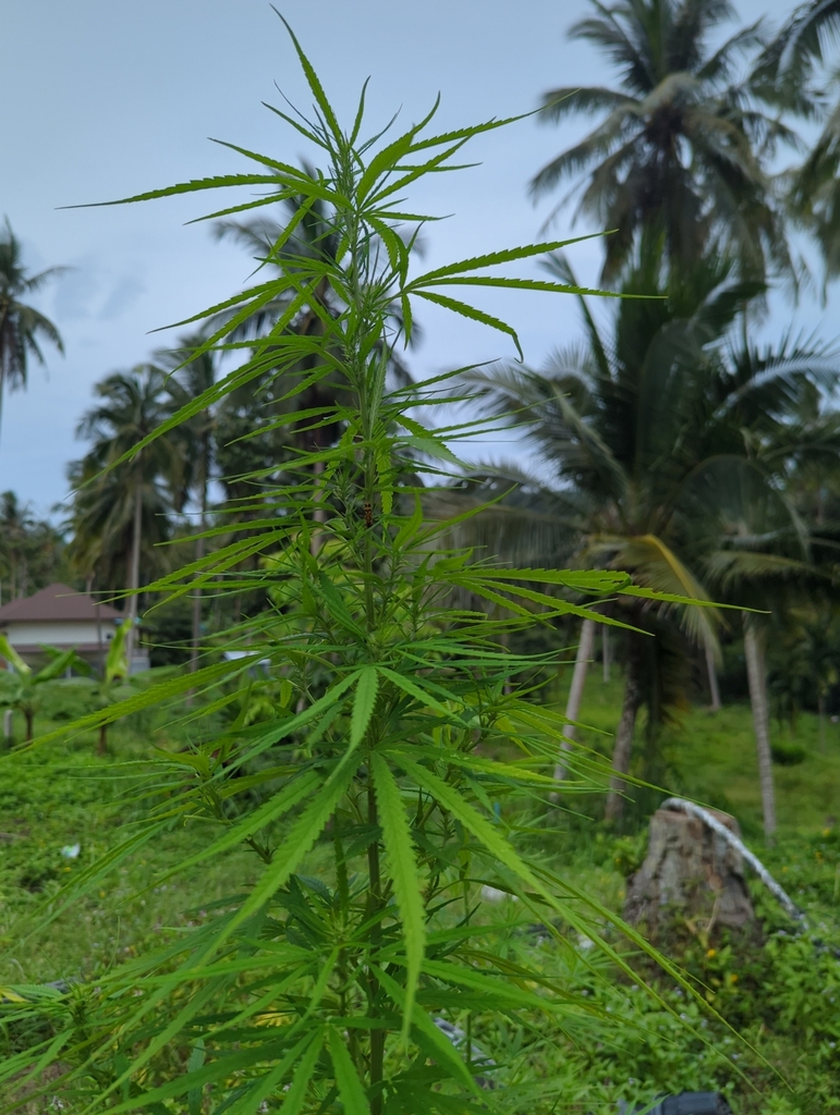Cannabis sativa