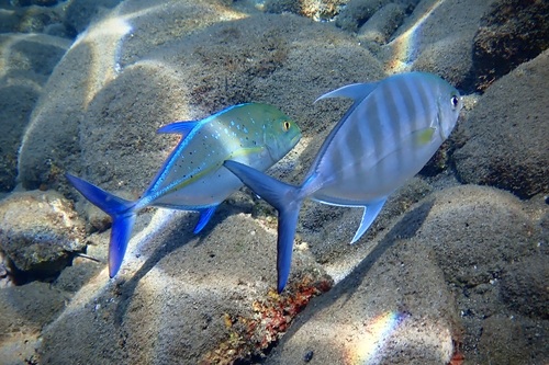 Carangoides ferdau, 2025-04-23