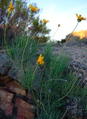 Euryops wageneri