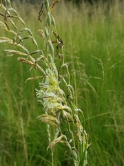 Gladiolus permeabilis edulis