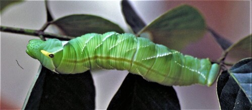 Platysphinx stigmatica
