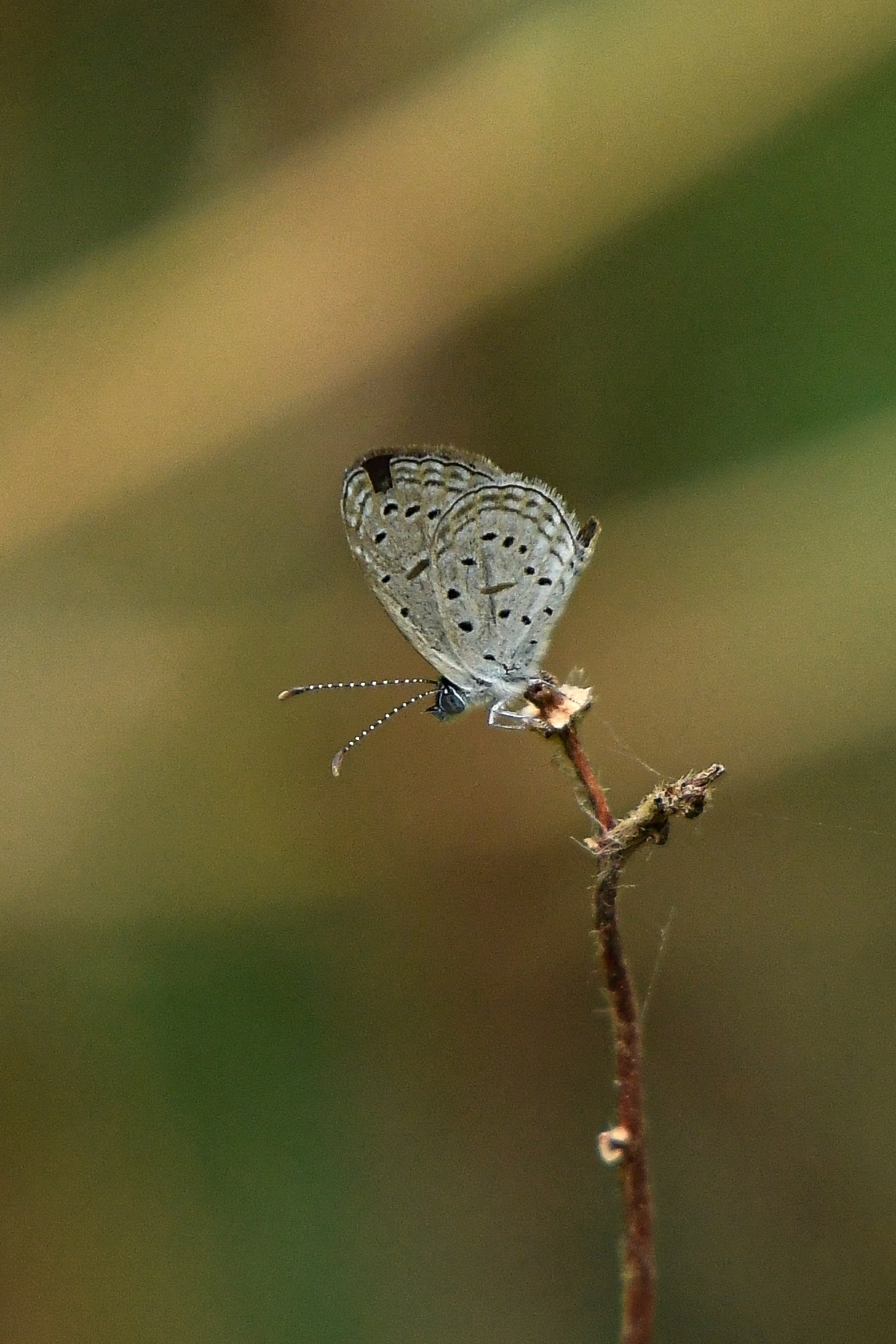 Tiny Grass Blue