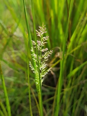 Eragrostis gummiflua