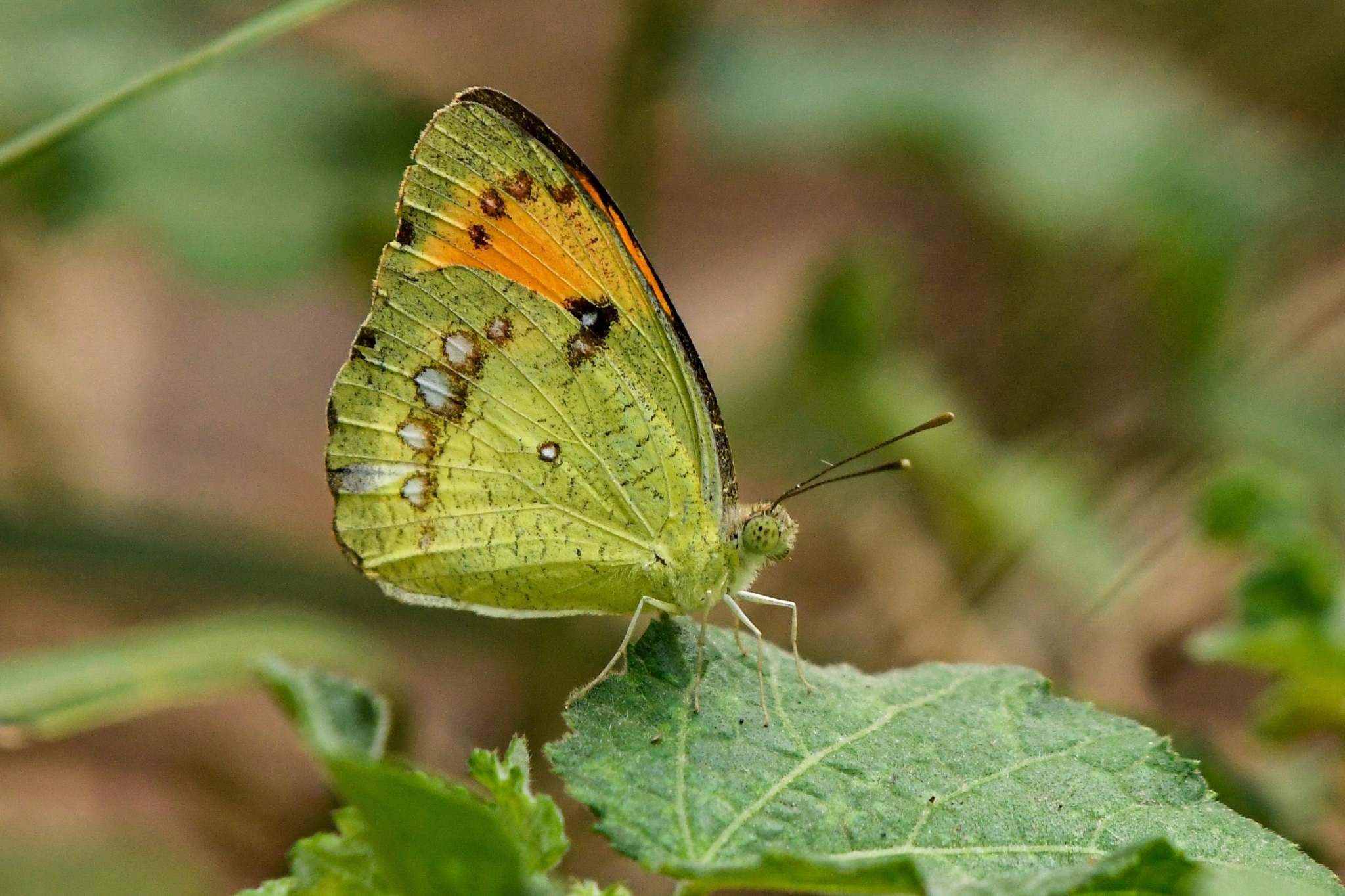 White Orange-Tip