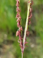 Diheteropogon amplectens