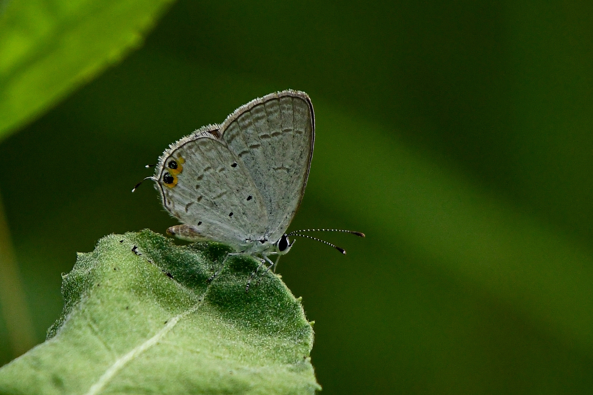 Orange-Crowned Cupid