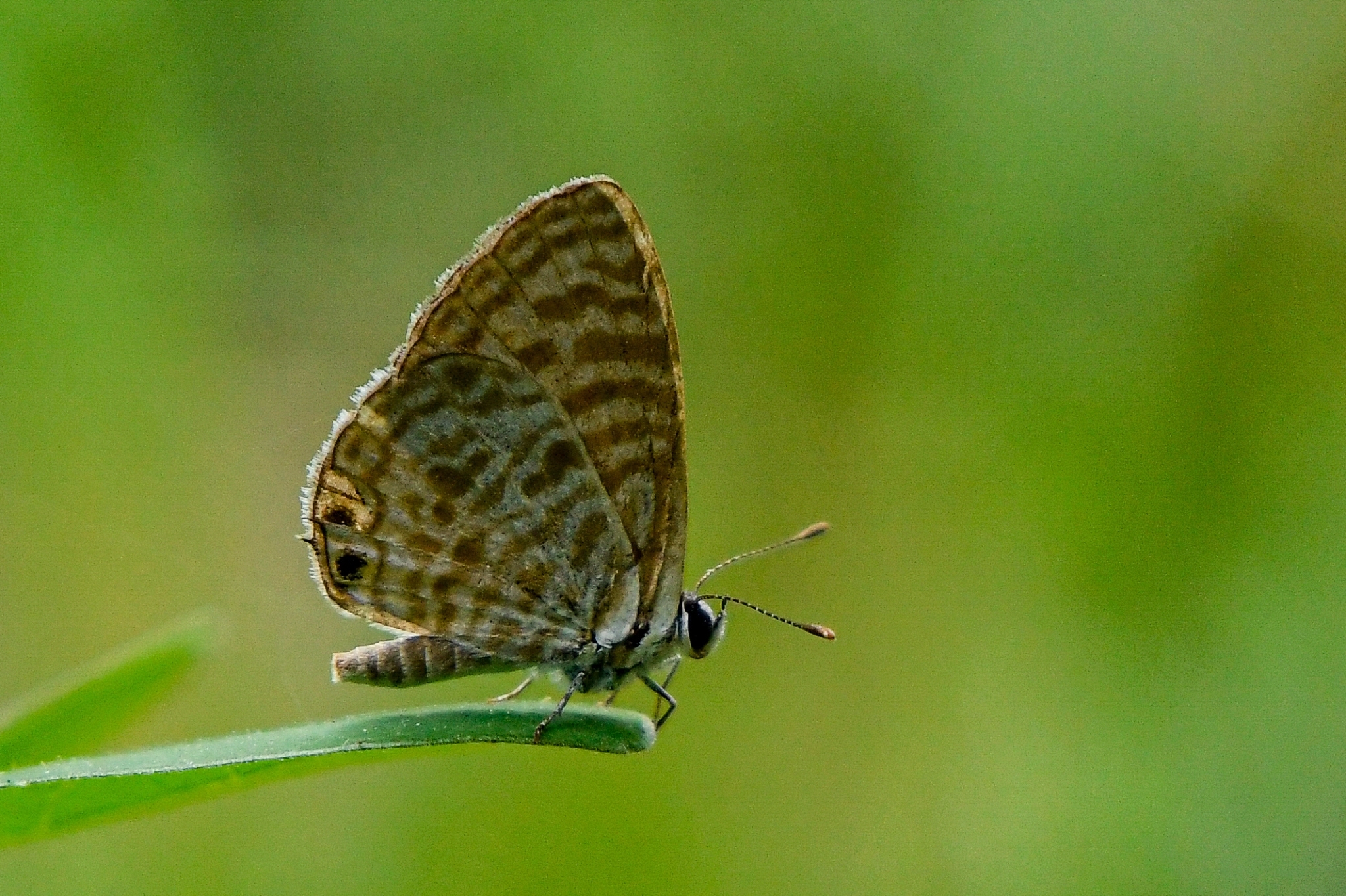 Zebra Blue