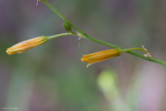 Echeandia flavescens