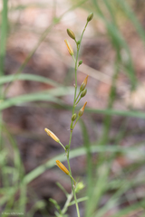 Echeandia flavescens
