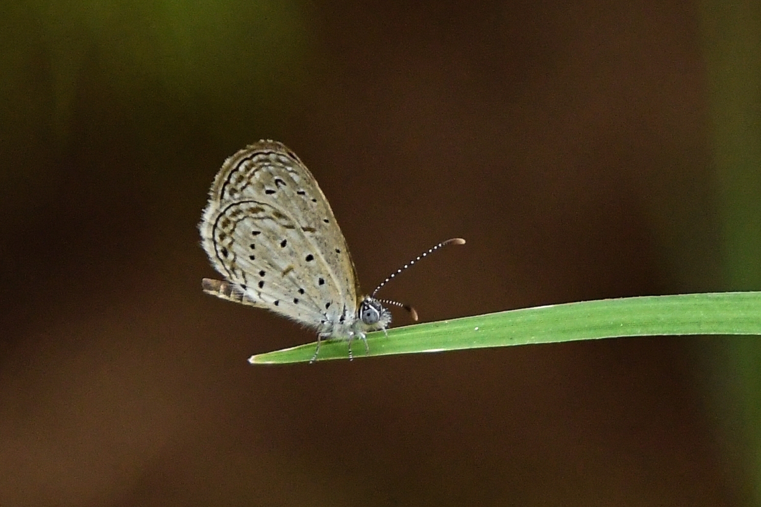 Tiny Grass Blue