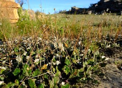 Haplocarpha oocephala