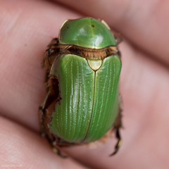 Chrysina lecontei