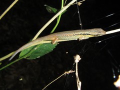 Saproscincus basiliscus