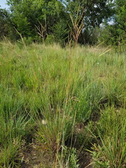 Diheteropogon amplectens