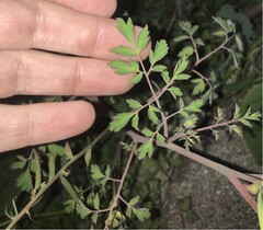 author not stated, no rights reserved Corydalis balansae, photograph author not stated, no rights reserved