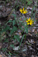Heliopsis parvifolia