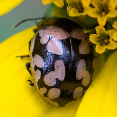 Calligrapha multiguttata