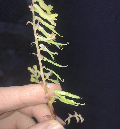 Corydalis balansae, photograph 2
