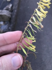 Corydalis balansae