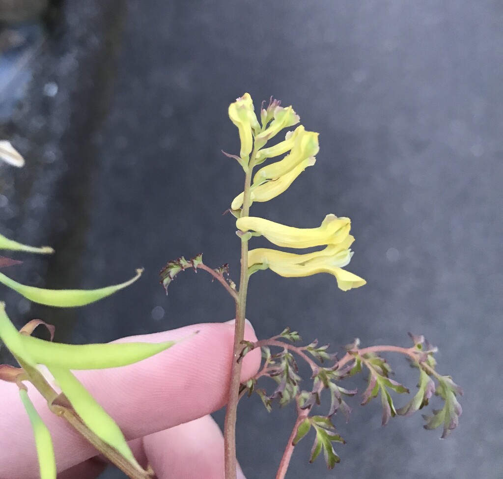 Corydalis balansae; photograph author not stated, no rights reserved