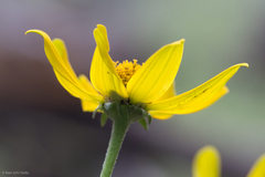 Heliopsis parvifolia